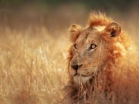 Exploring Africa for Black History Month in Early Years Settings