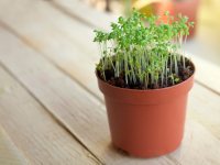 Understanding Minerals in Food in the Early Years