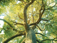  Immerse yourself in nature