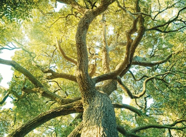  Immerse yourself in nature