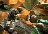 Early Years Outdoors Activities for Autumn