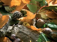 Early Years Outdoors Activities for Autumn