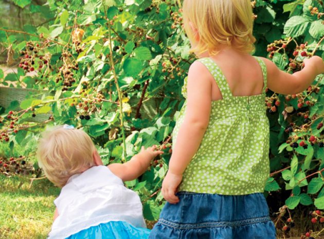 Take Your Children Blackberry Picking