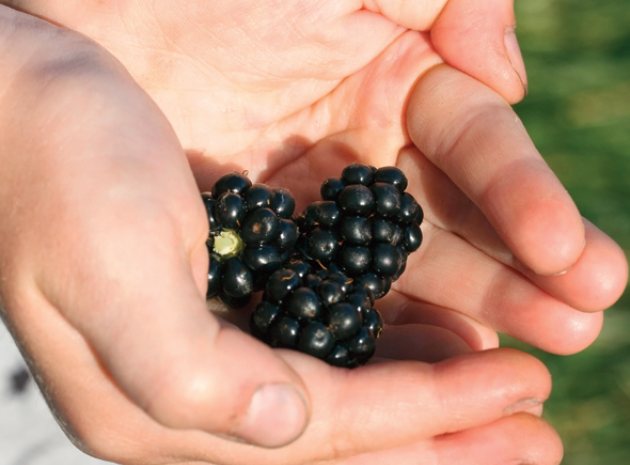 Take Your Children Blackberry Picking