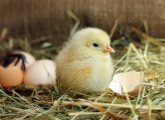 5 ways to make sure a hatching project is ethically run