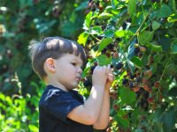 Understanding sugar in the early years