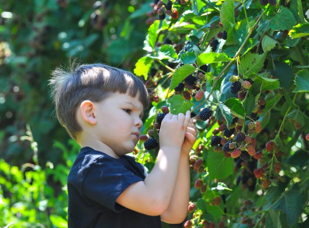 Understanding sugar in the early years