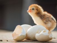 Discover how your Children can Learn with Incredible Eggs