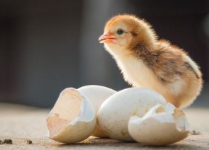 Discover how your Children can Learn with Incredible Eggs