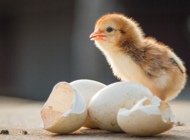 Discover how your Children can Learn with Incredible Eggs