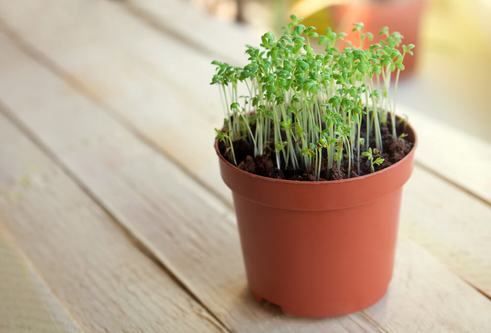 Understanding Minerals in Food in the Early Years