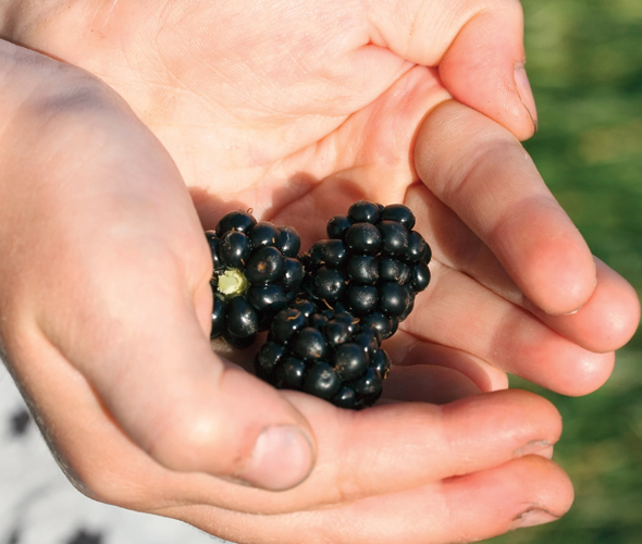 Take Your Children Blackberry Picking