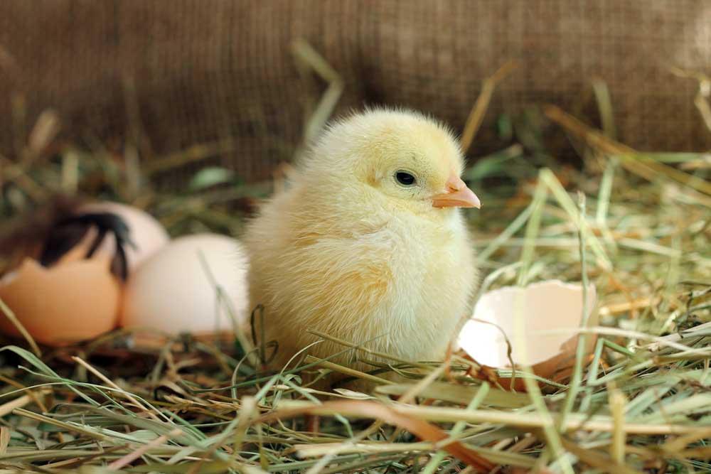 5 ways to make sure a hatching project is ethically run