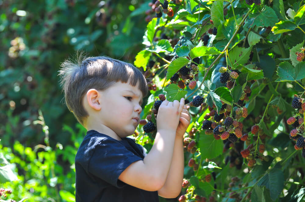 Understanding sugar in the early years