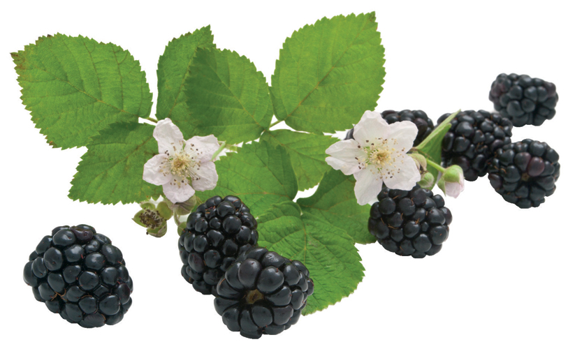 are wild blackberries bad for dogs