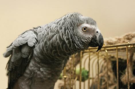 “Young Children Learn When They Are Ready - So Don’t Teach Them to be Parrots”